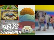 8 Jähriger verkauft Pokemon Karten um seinen kranken Hund zu retten! #Shorts