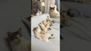 Cute😍#cat #shorts #shortvideo #catlove #catvideos #wows #reels #viral #shortfeed #youtubeshorts