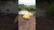 GEMESNYA PSYDUCK! 🐣🐤KAMU SUKA JUGA GA?? #pokemon #pokemongo #pokemonugo #gosnapshot #psyduck