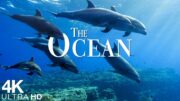 The Ocean 4K – Scenic Sea Wildlife Film With Calming Music – Sea Animals for Relaxation – 4K Video