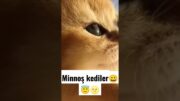 minnoş kediler #enesbatur #kedi #kediler #anime #brawlstars #pubgmobile